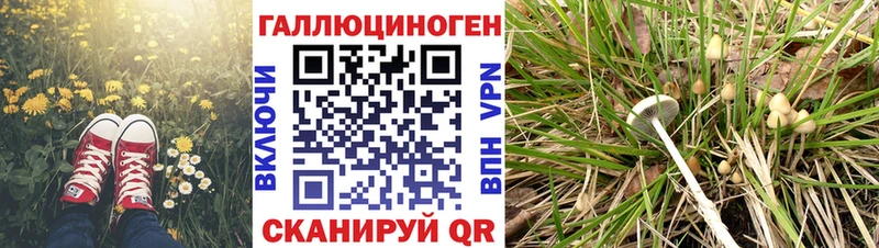 hydra tor  Белая Холуница  Галлюциногенные грибы Psilocybine cubensis 